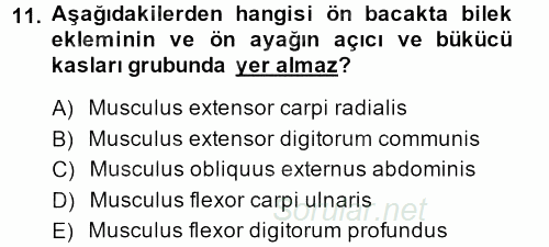 Temel Veteriner Anatomi 2013 - 2014 Ara Sınavı 11.Soru