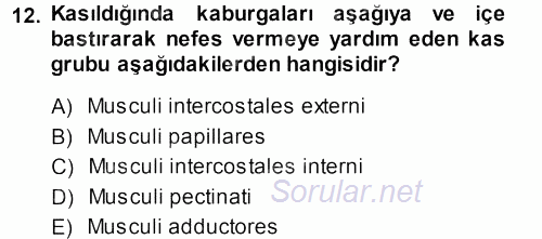 Temel Veteriner Anatomi 2013 - 2014 Ara Sınavı 12.Soru