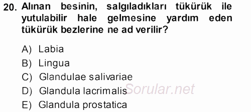 Temel Veteriner Anatomi 2013 - 2014 Ara Sınavı 20.Soru