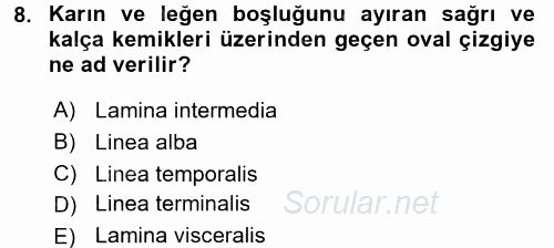 Temel Veteriner Anatomi 2016 - 2017 Ara Sınavı 8.Soru