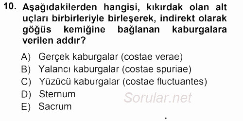 Temel Veteriner Anatomi 2012 - 2013 Ara Sınavı 10.Soru