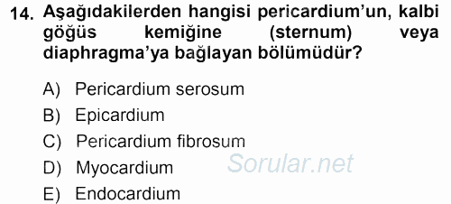 Temel Veteriner Anatomi 2013 - 2014 Tek Ders Sınavı 14.Soru