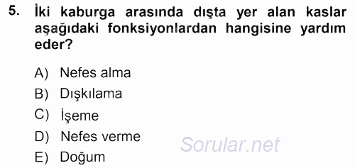 Temel Veteriner Anatomi 2013 - 2014 Tek Ders Sınavı 5.Soru