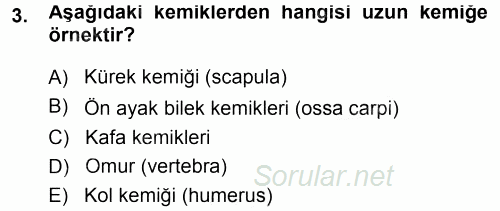 Temel Veteriner Anatomi 2014 - 2015 Tek Ders Sınavı 3.Soru