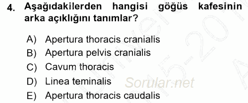 Temel Veteriner Anatomi 2015 - 2016 Ara Sınavı 4.Soru