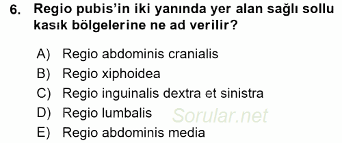 Temel Veteriner Anatomi 2015 - 2016 Ara Sınavı 6.Soru