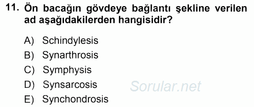 Temel Veteriner Anatomi 2014 - 2015 Ara Sınavı 11.Soru