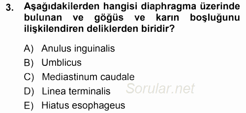 Temel Veteriner Anatomi 2014 - 2015 Ara Sınavı 3.Soru